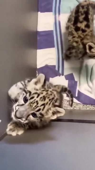 SuperCuteCat.mp4