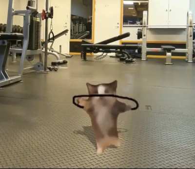 Athletic shidhead