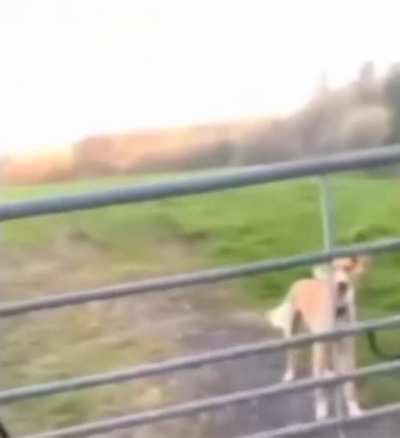 Hey guys I found tails