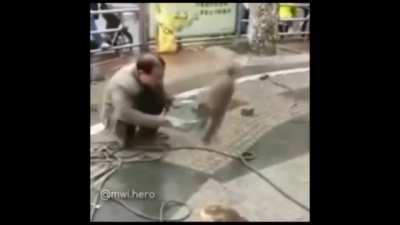 Monkey got revenge