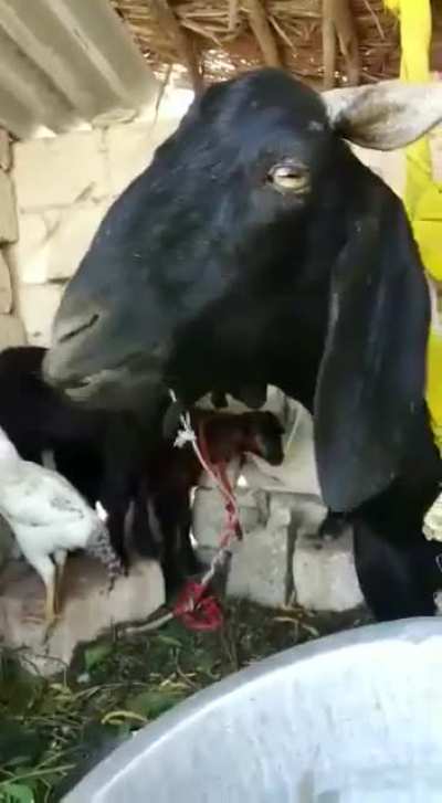 Goat eating ....