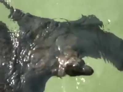 Batty is swimming..