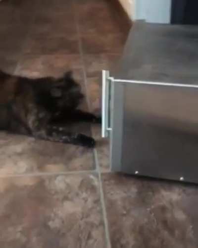 This cat.