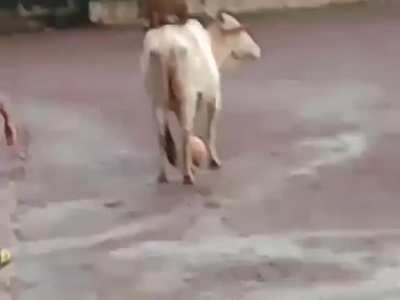 An Ox invading a playing field and refusing to give back the ball. He just really wanted to play football.