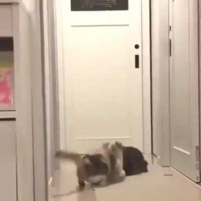 Uma dádiva dos ninjas
