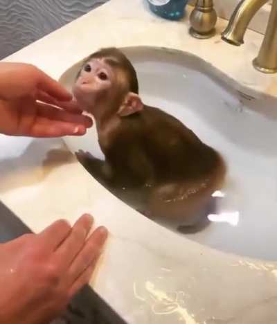 Macaco tomando banho 🐒🛁🚿
