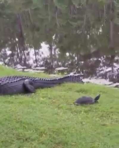 🔥 Turtle makes a daring escape 🔥