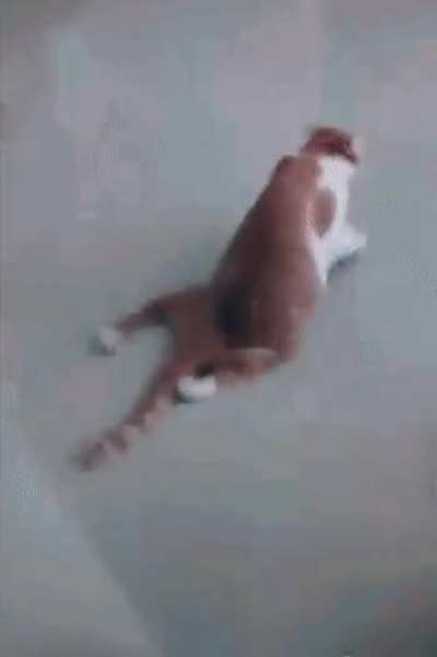 Mi gato camina así desde que mi primo se lo llevó a su casa. No sé que hacer