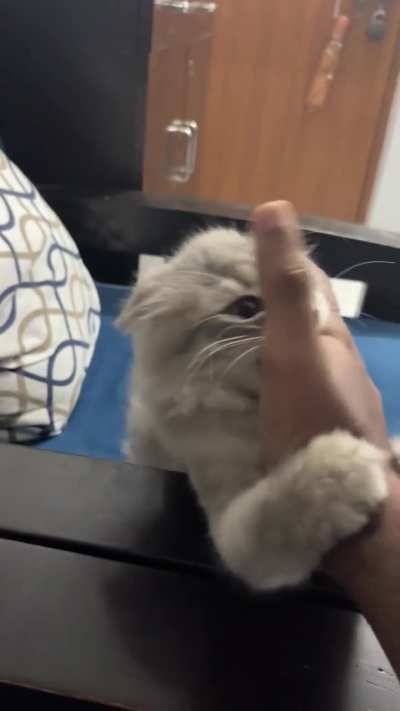 I dont understand this behaviour, please explain ? She doesnt bite but holds my hand firmly in her teeth. Is she attacking me or playing ?