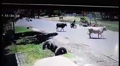 Cattle Xing