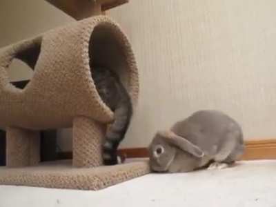 Pekora vs Okayu