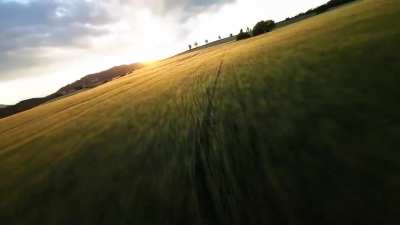 Cornfield Sunset
