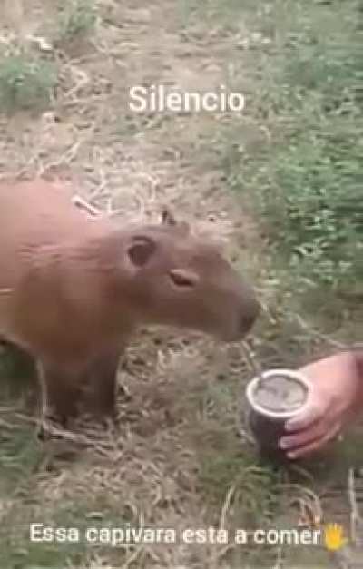 Silêncio pfvr