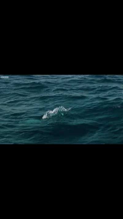Flying Fish