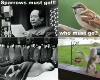 Common Mao L