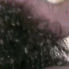 Spiders
