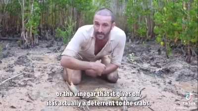 Crab loves chinese