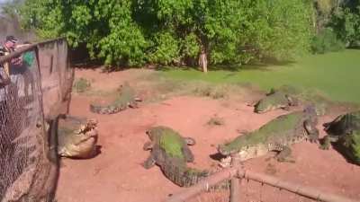 Crocodile Rips Off and Eats Other Crocodile's Foot