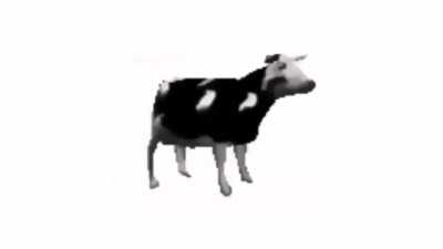 Vaca Polaca