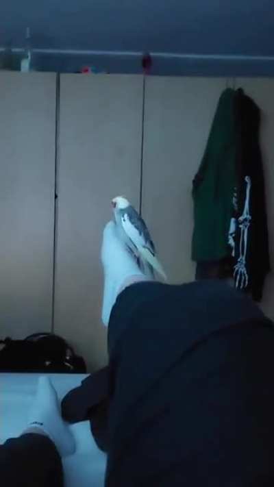 Birb goes for a flight