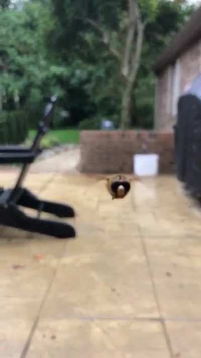 friendly Bee, Friendly welcome.