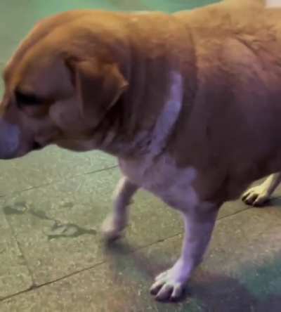 Body shaming of a Dog🫠
