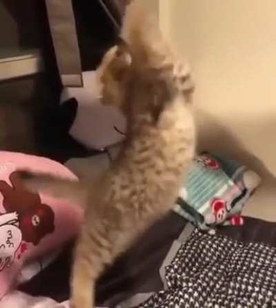 Котобалка