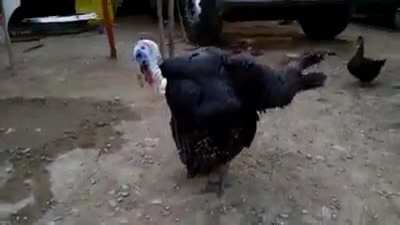 Pavo baile