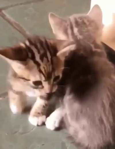 hello my little babies🥺🥰