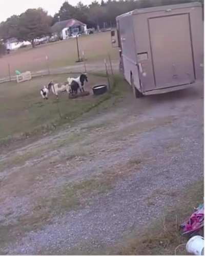 Goats caught committing insurance fraud.