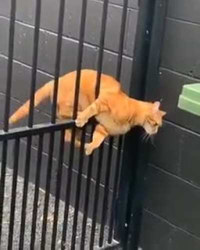 Approximation vs exact Catsolution