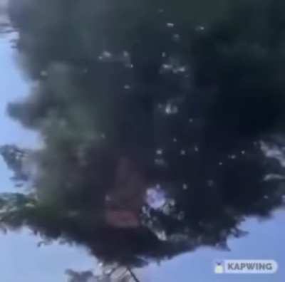 Why do trees cling to the earth with their roots, if they could just fly around freely?
