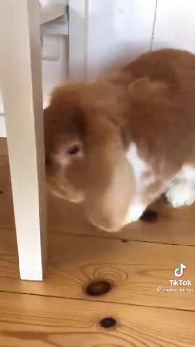Bunny putting in reverse