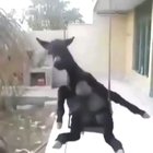Cursed_Swing