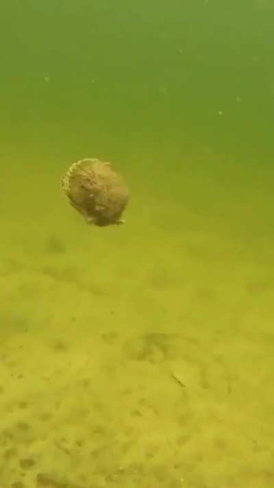 they swimming to through liquid