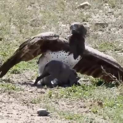Hawk uses piglet as shoes