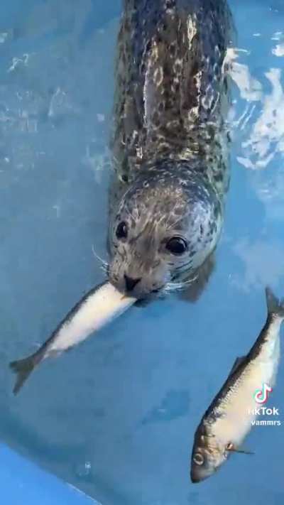 Rescue-rehab-release pup learning how to eat fish