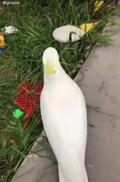 I was scrolling through r/cockatoos and this was just too good to not post