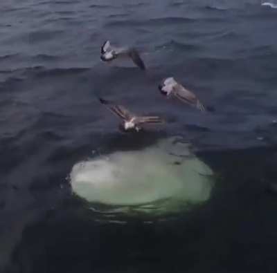 How Mola Mola (aka ocean sunfish) gets rid of its parasites. 