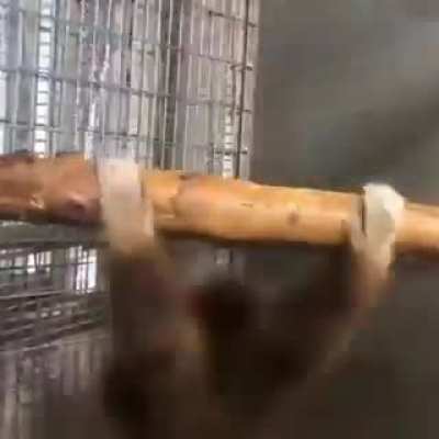 Reject Humanity, Become Monkey