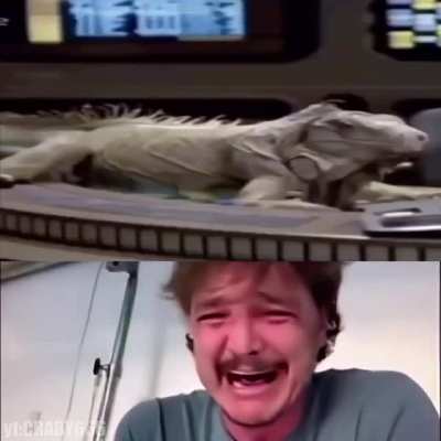 Computer Deactivate Iguana