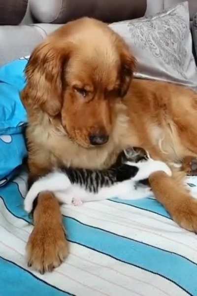 Touch Tha Dog