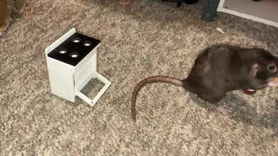 My incredible pet rat Cracker is learning to 