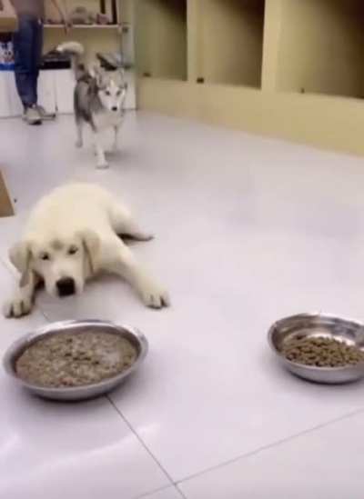Amk deli köpeği sütlü nesquick görünce ayakta boşalıyor.