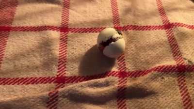 Man attempts to give life to a lost egg🥚 (Full story in comments)
