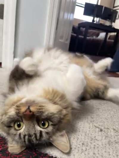 Roly poly girl!