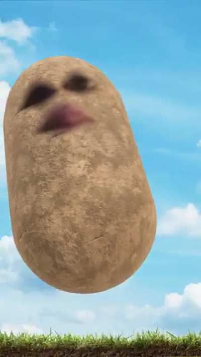Potato’s are back