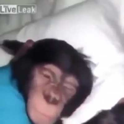 Ne uzattınız dramayı amk alın size maymun videosu