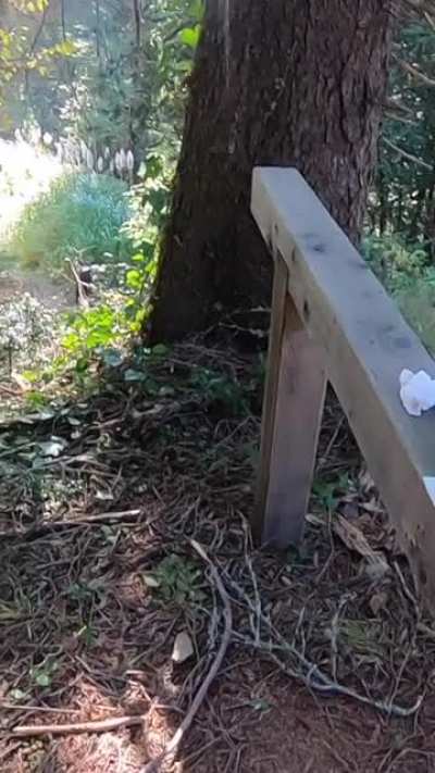 Almost got caught fucking on the trail but that didn't stop us :) [OC][GIF]