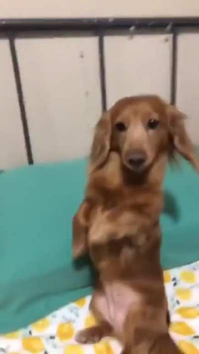 Tadinho bapo
